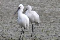 Kolp&iacute;ci v zimě v Čech&aacute;ch